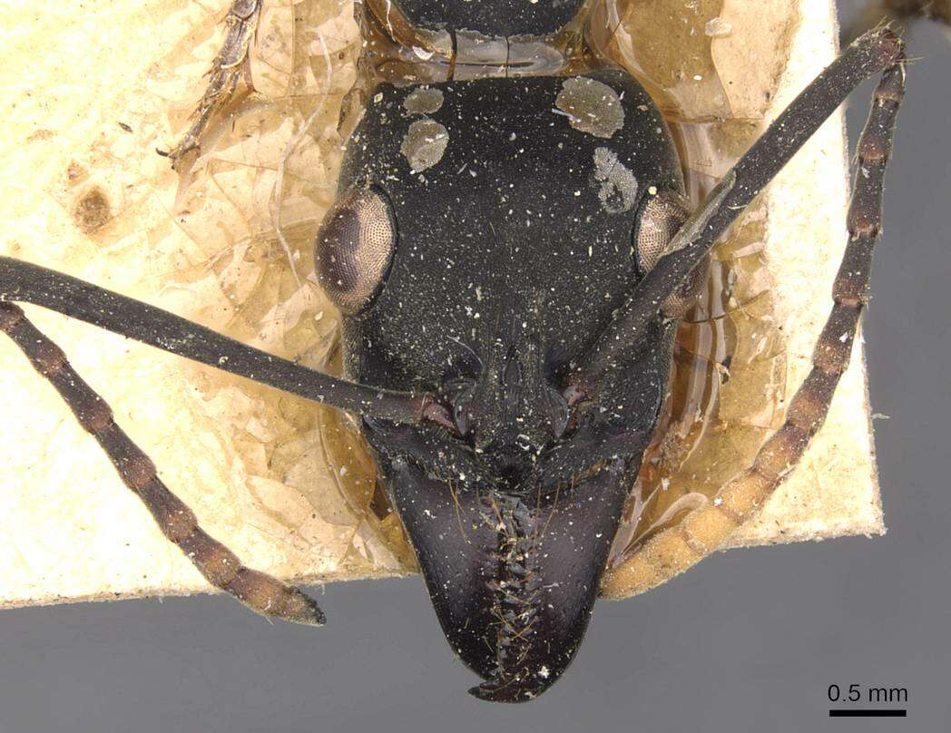 Image of Neoponera apicalis