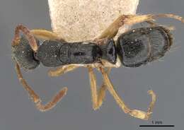 Image of Neoponera