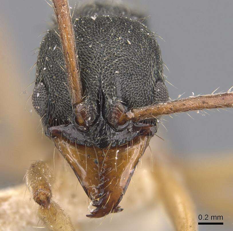 Image of Neoponera