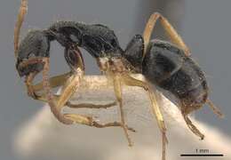 Image of Neoponera