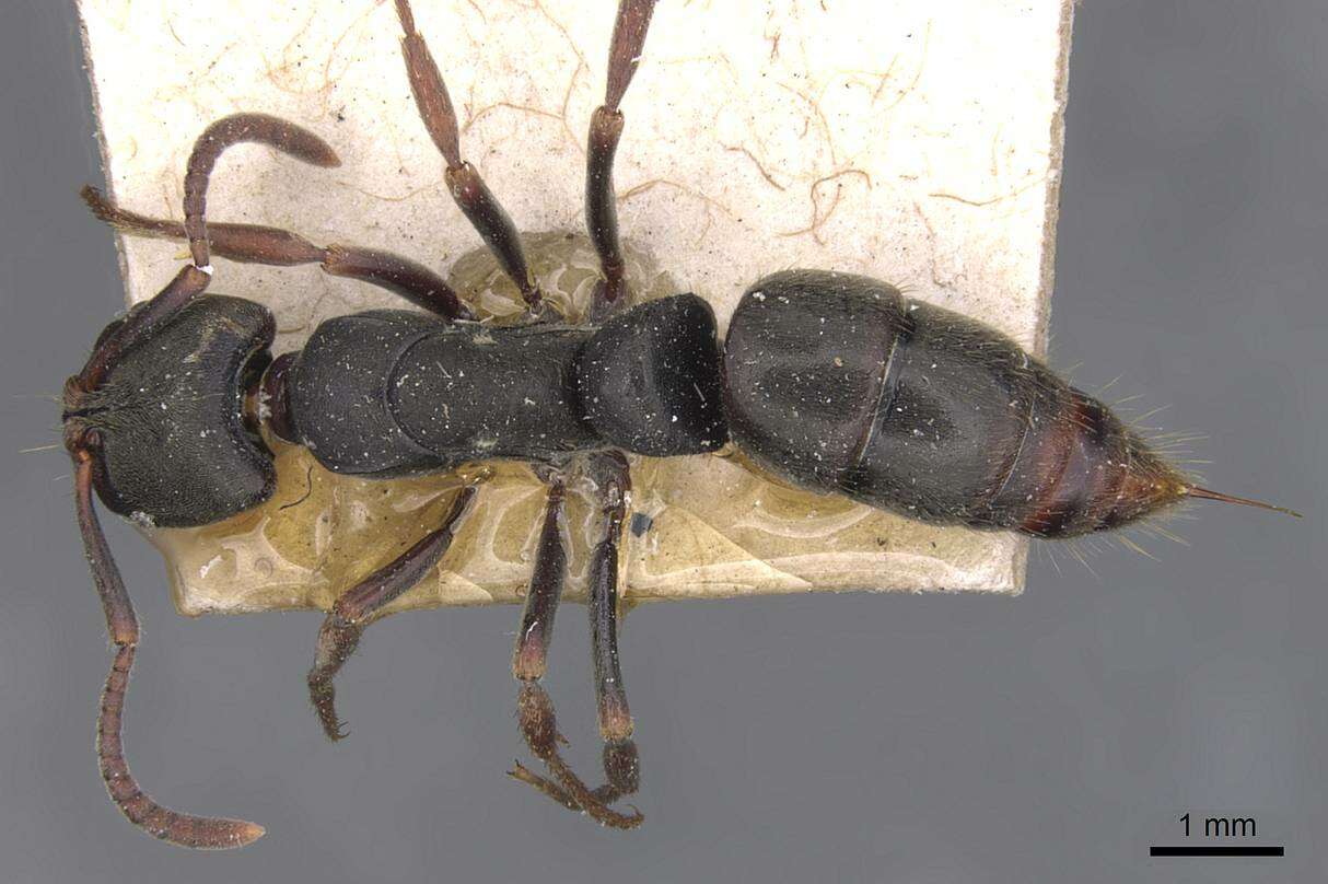 Image of Panther Ants