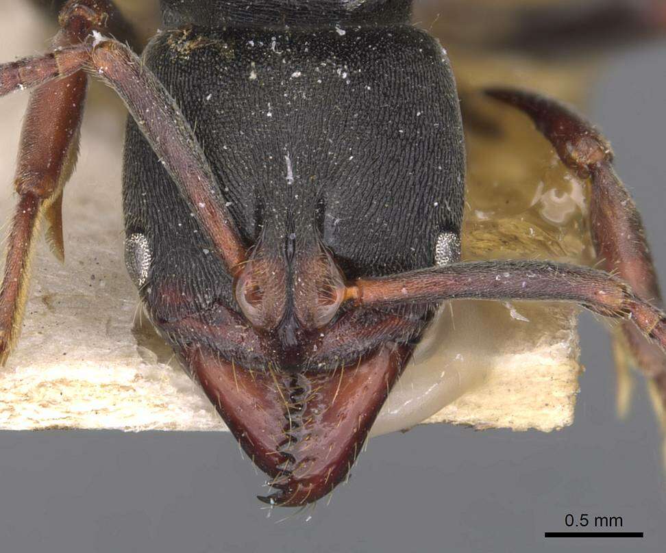 Image of Panther Ants