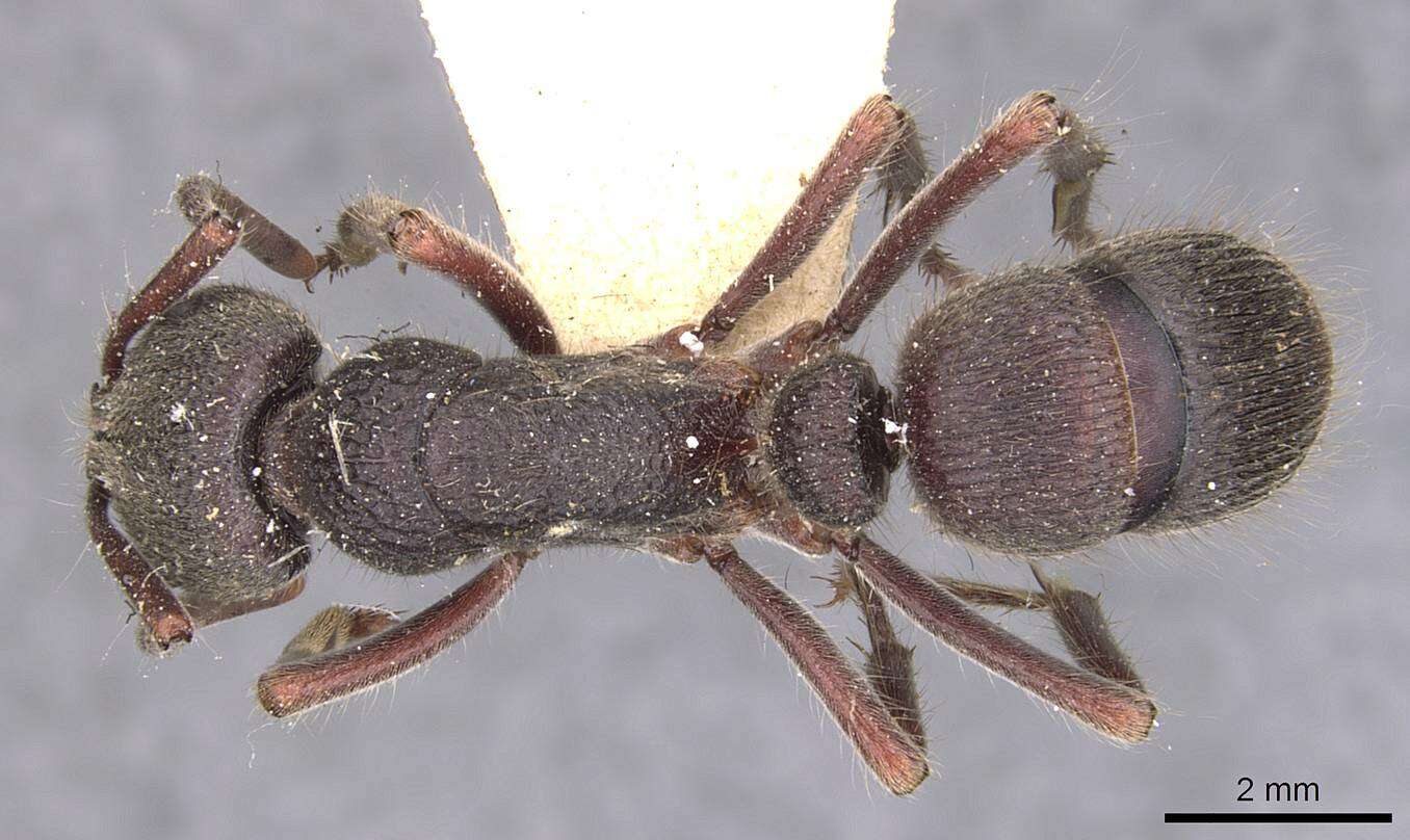 Image of Pseudoneoponera regularis