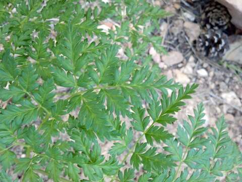 Слика од Ligusticum porteri Coult. & N. E. Rose