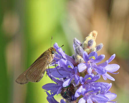 Image of Long-windged Skipper