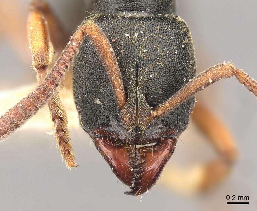 Image of Panther Ants