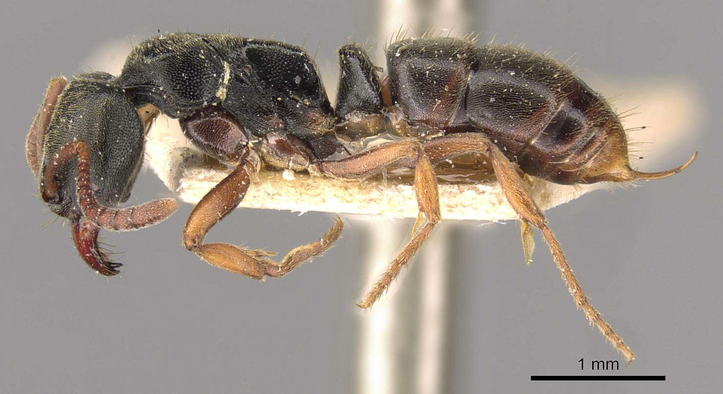 Image of Panther Ants