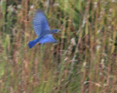 Image of Eastern Bluebird