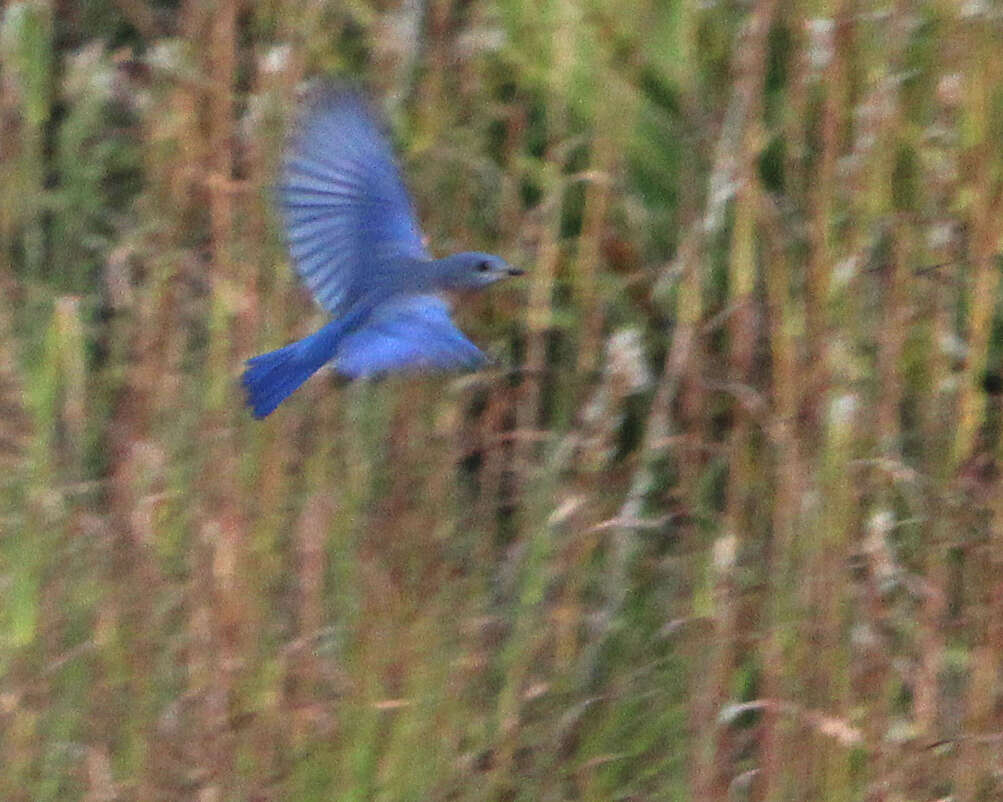 Image of Eastern Bluebird