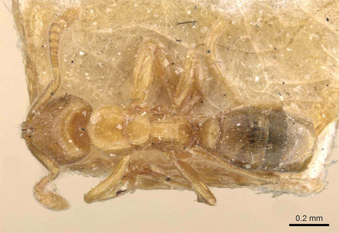 Image of Hypoponera butteli (Forel 1913)
