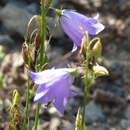 Imagem de Campanula moravica (Spitzn.) Kovanda