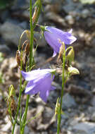 Campanula moravica (Spitzn.) Kovanda resmi