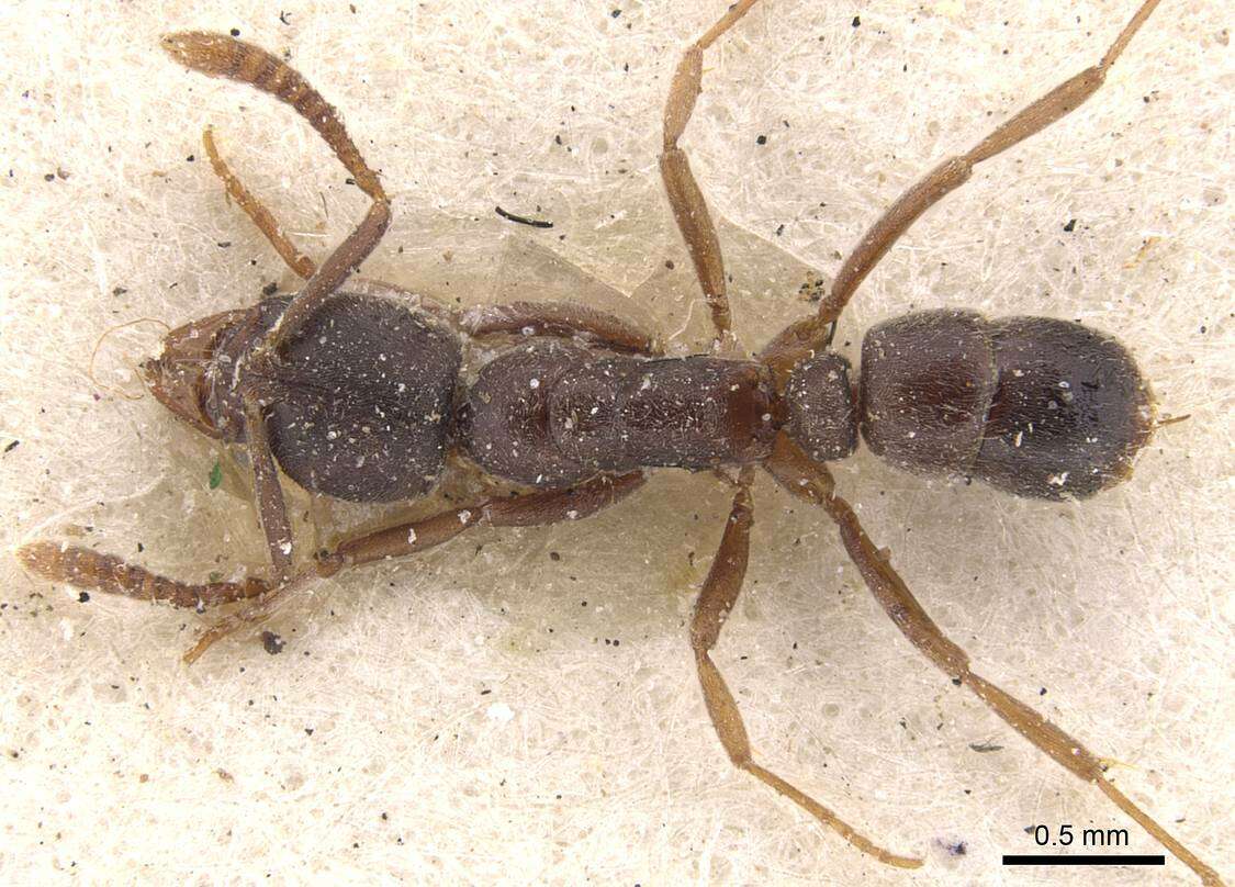 Image of Ant