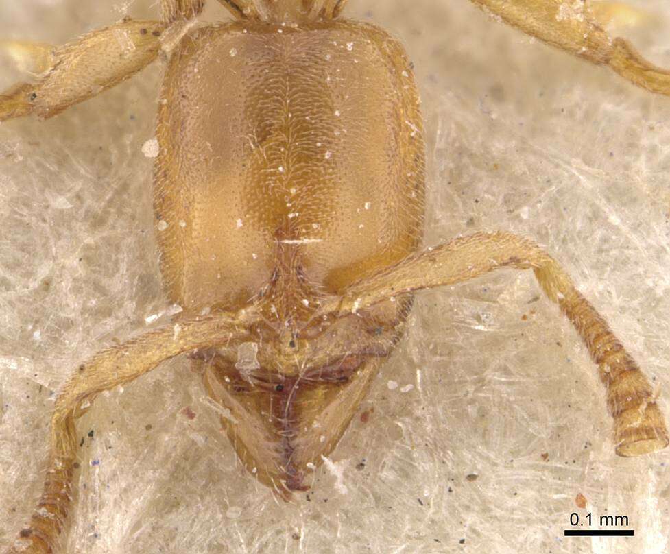 Image of <i>Hypoponera bulawayensis</i>