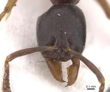 Image of <i>Hypoponera gibbinota</i>
