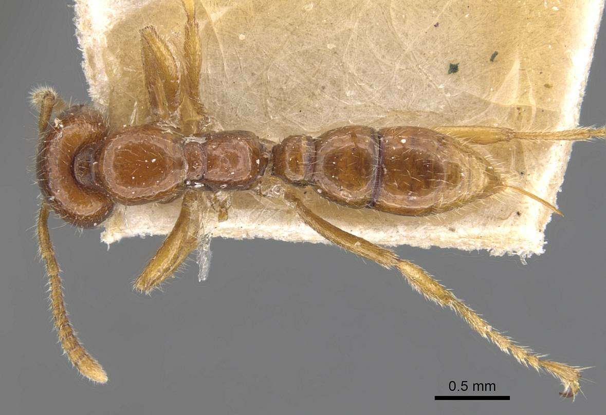 Onychomyrmex mjobergi Forel 1915的圖片