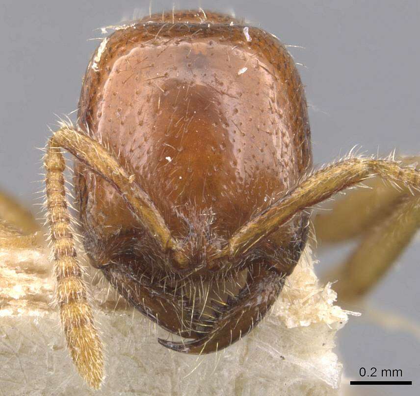 Onychomyrmex mjobergi Forel 1915的圖片