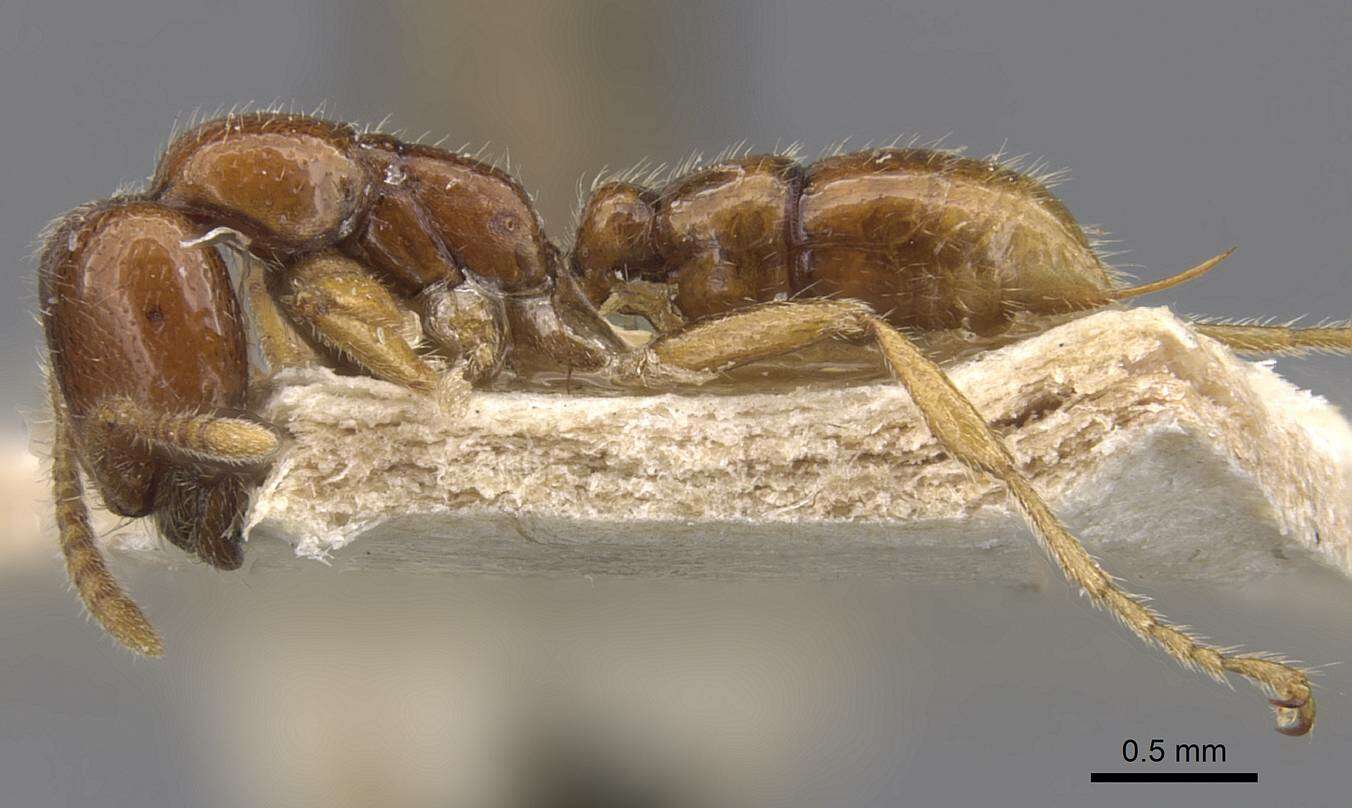 Onychomyrmex mjobergi Forel 1915的圖片