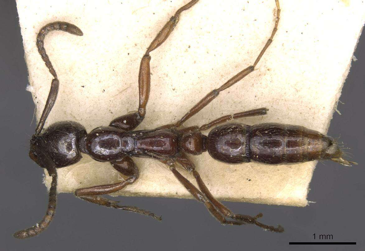 Image of Leptogenys