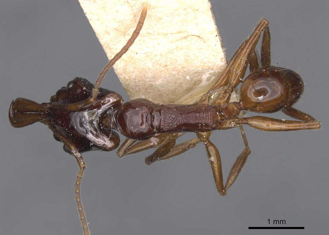 Image of Anochetus isolatus Mann 1919