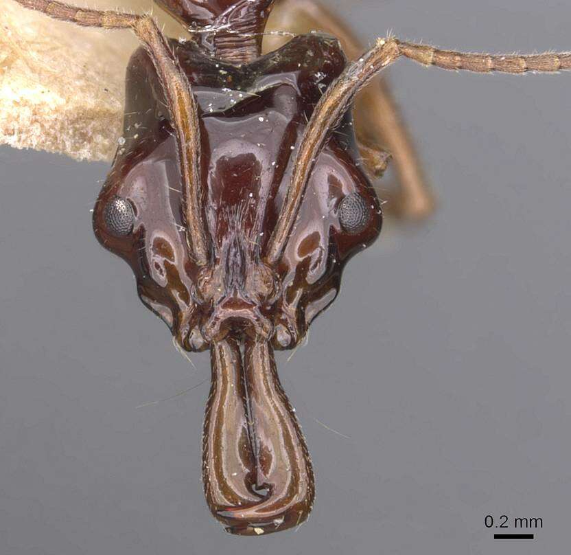 Image of Anochetus isolatus Mann 1919