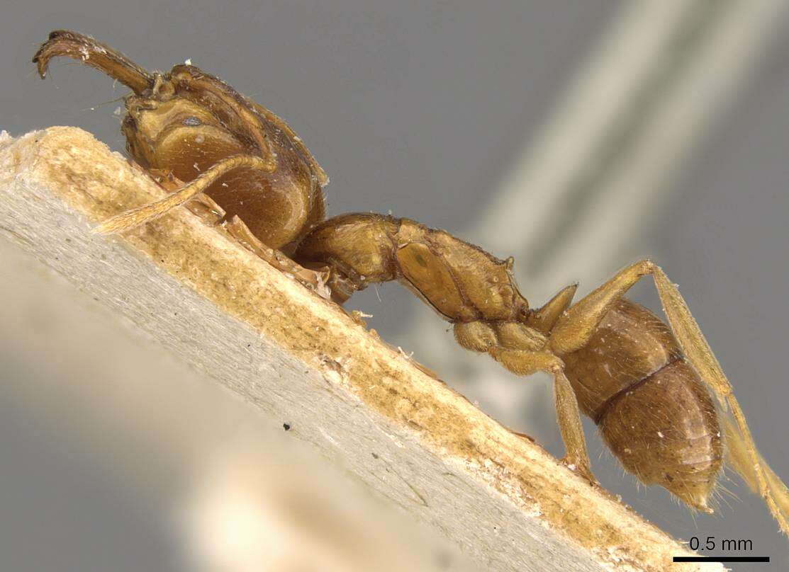 Image of Anochetus longifossatus Mayr 1897