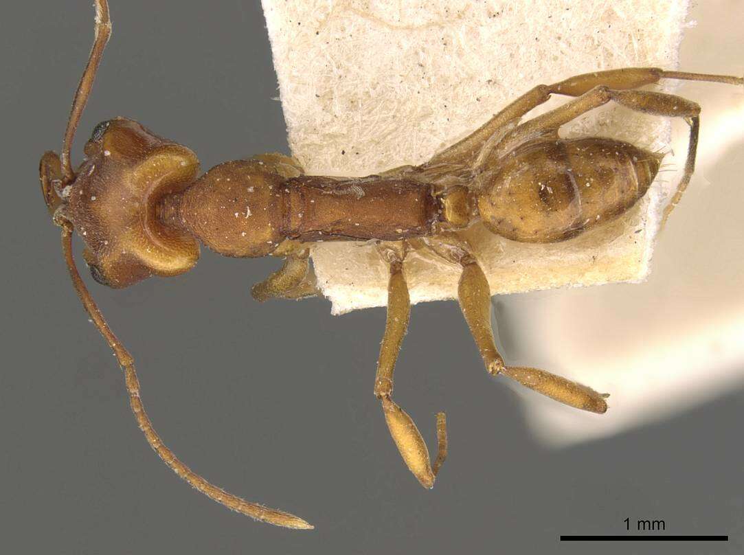 Image of Anochetus inermis Andre 1889