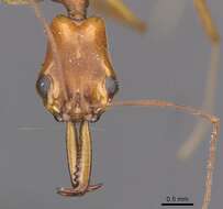 Image of Anochetus micans Brown 1978