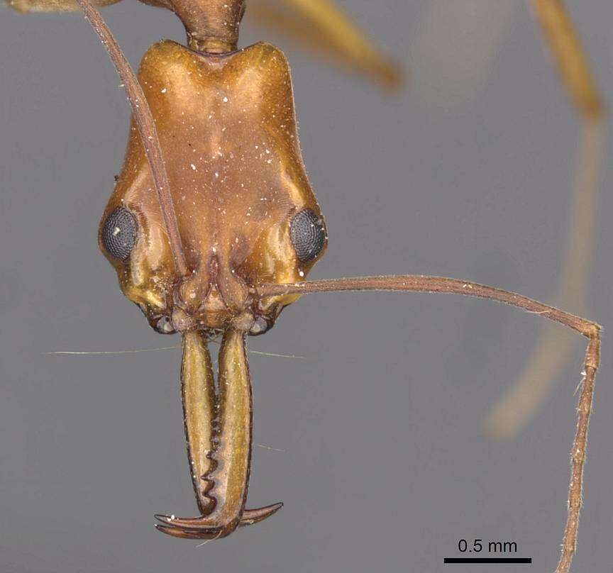 Image of Anochetus micans Brown 1978