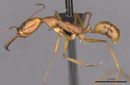 Image of Anochetus micans Brown 1978