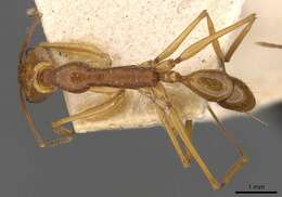 Image of Anochetus testaceus Forel 1893