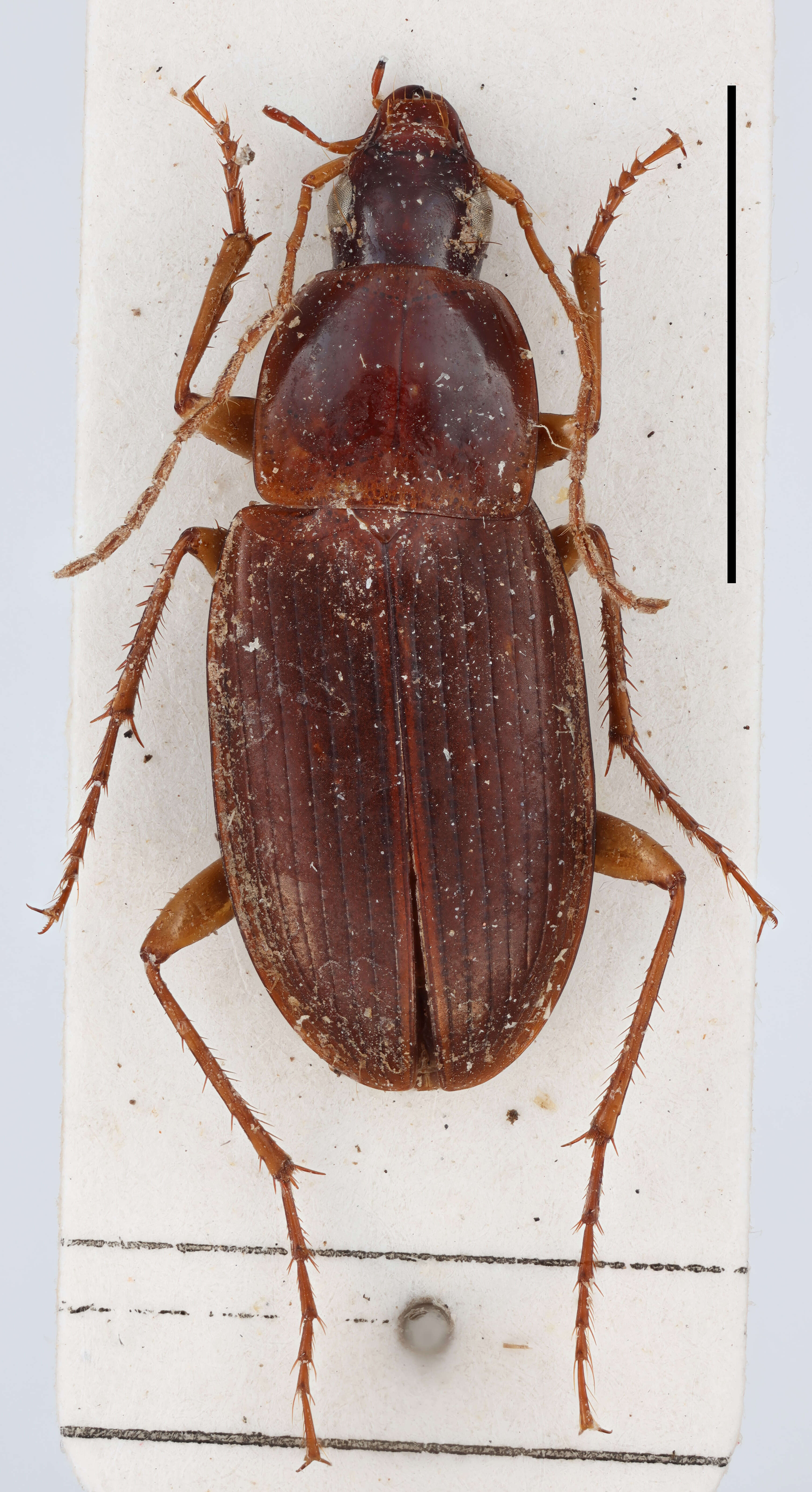 Image de Calathus (Neocalathus) vicenteorum Schatzmayr 1937