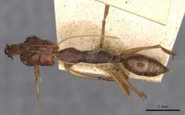 Image of Odontomachus rixosus Smith 1857