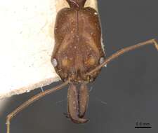 Image of Odontomachus rixosus Smith 1857