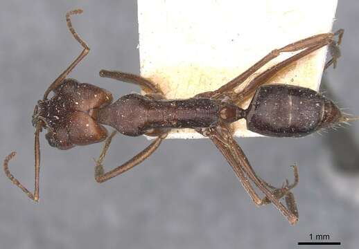 Image of Odontomachus turneri Forel 1900