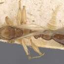 Imagem de Paratopula andamanensis (Forel 1903)