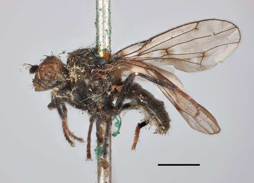 Image of Parydra quadripunctata (Meigen 1830)