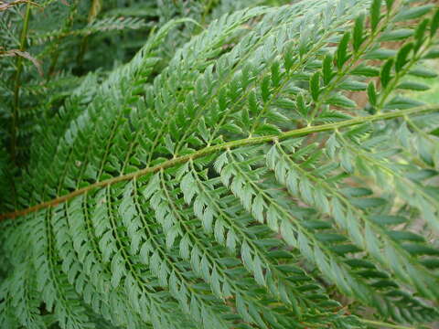 Слика од Polystichum setiferum (Forsk.) Moore ex Woynar