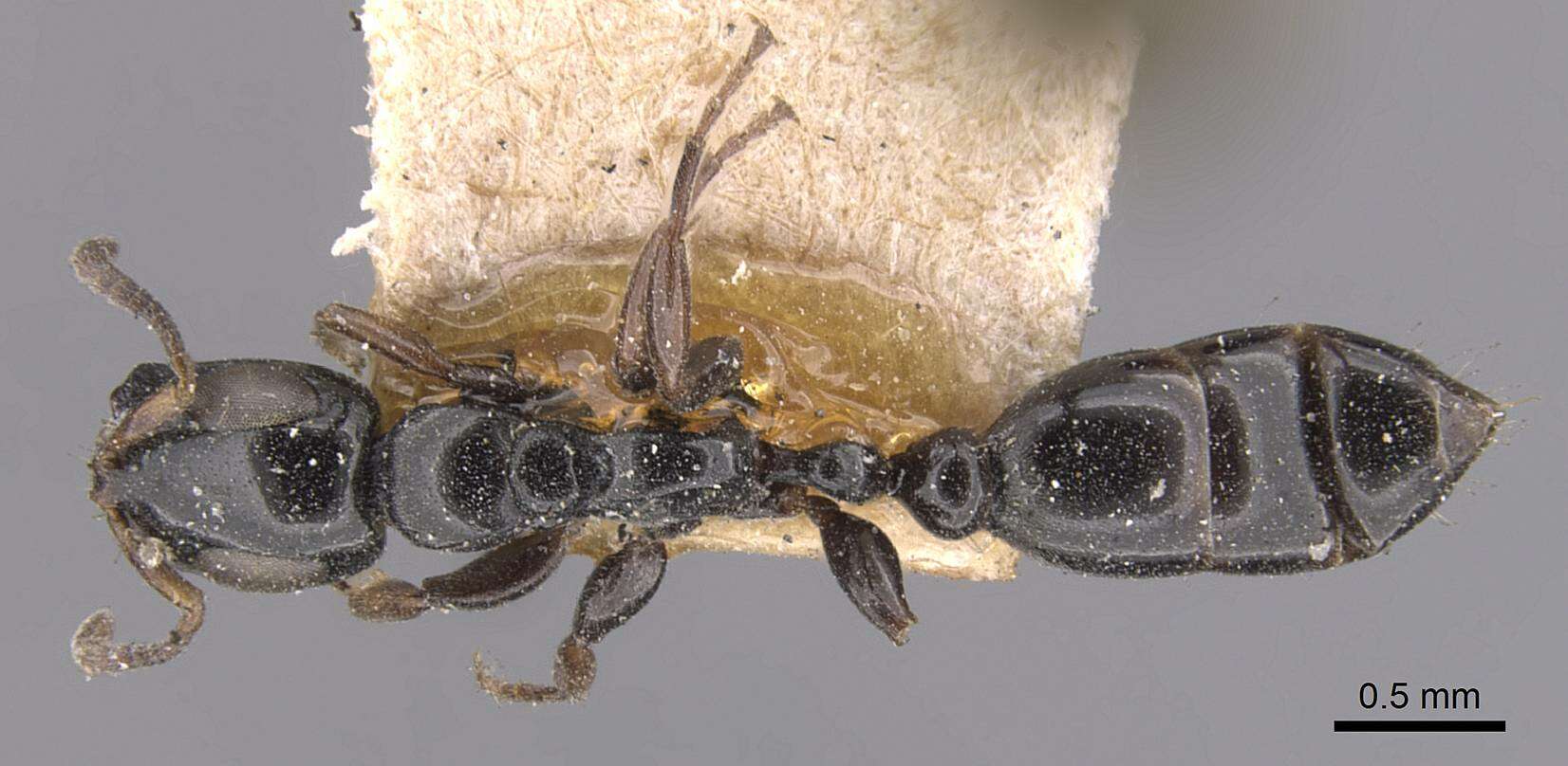 Image of Tetraponera nitida (Smith 1860)