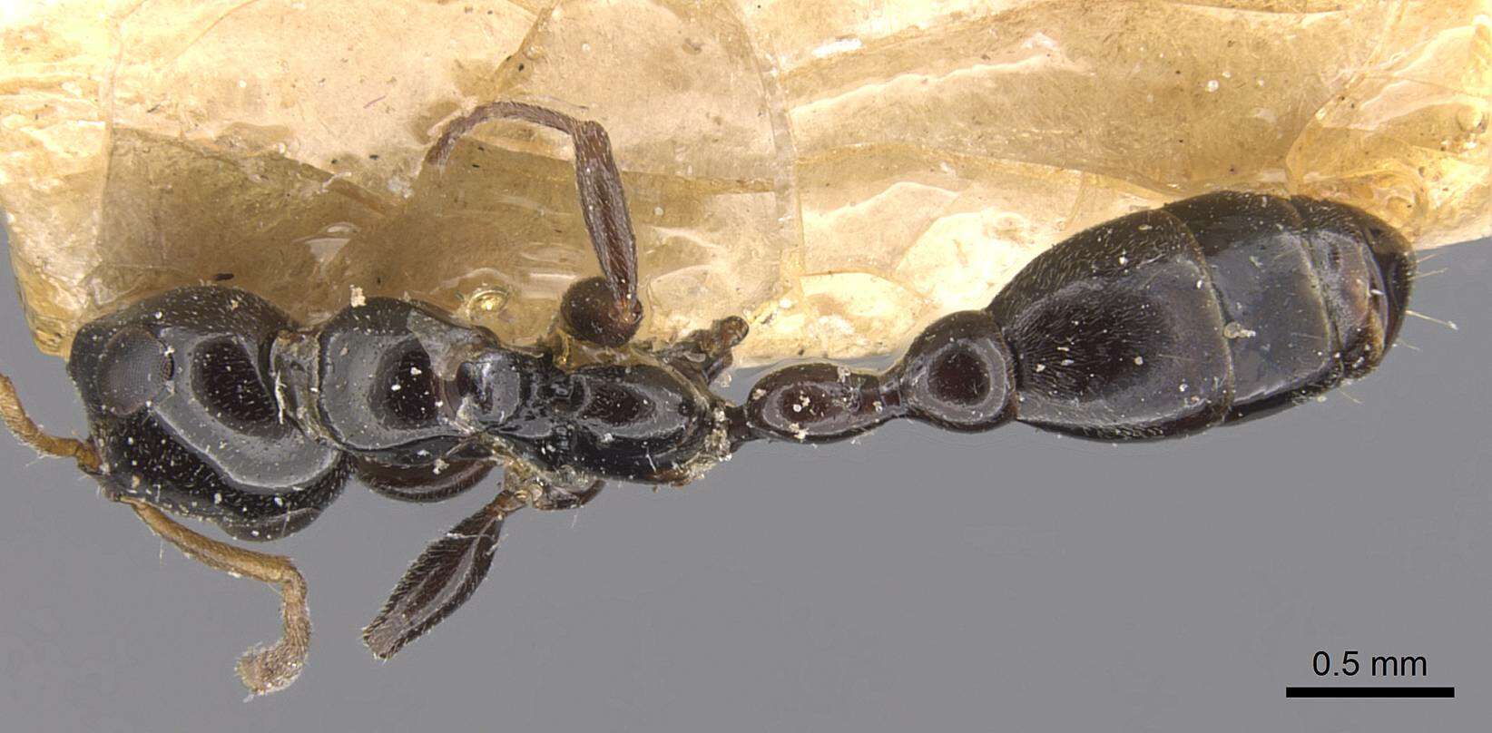 Image of Tetraponera difficilis (Emery 1900)