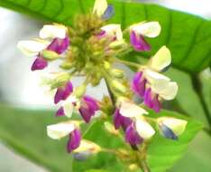 Image of Desmodium laxiflorum DC.