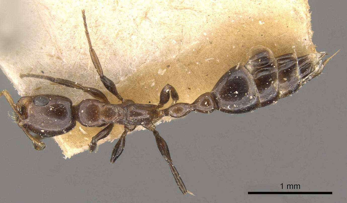 صورة Tetraponera braunsi (Forel 1913)