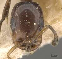 صورة Tetraponera braunsi (Forel 1913)