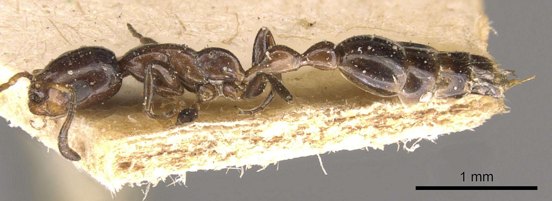 صورة Tetraponera braunsi (Forel 1913)