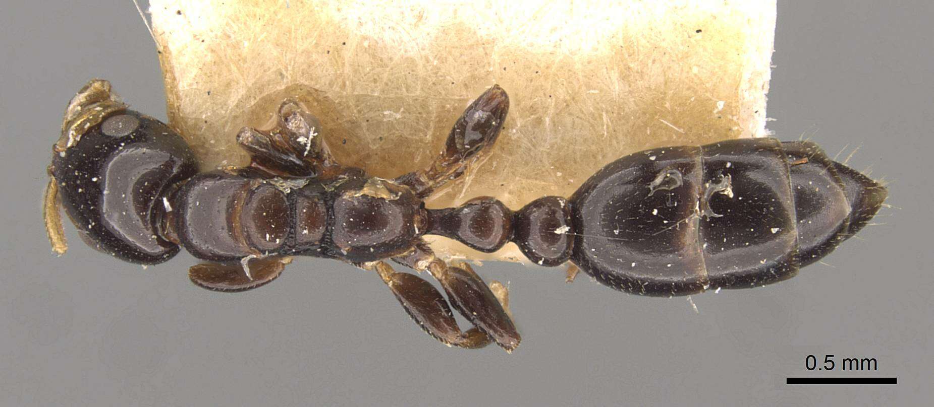 Image of Tetraponera liengmei (Forel 1894)