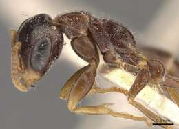 Image of Pseudomyrmex