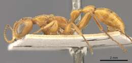 Image of Pseudomyrmex atripes (Smith 1860)