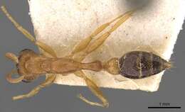 Слика од Pseudomyrmex gibbinotus (Forel 1908)