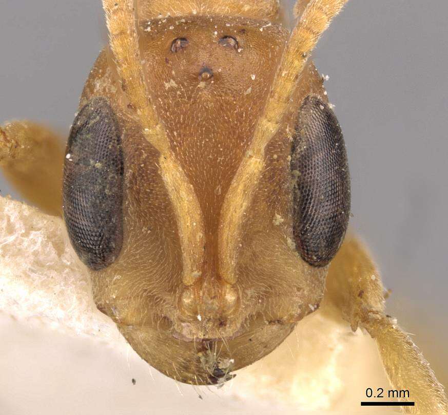 Слика од Pseudomyrmex gibbinotus (Forel 1908)