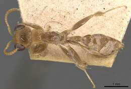 Image of Pseudomyrmex tenuis (Fabricius 1804)
